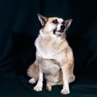 Picture of dog, unknown breed, sitting on black background