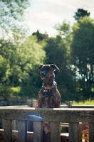 Picture of dog waiting behind fence