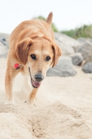 Picture of dog walking on sand