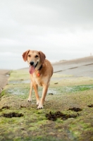 Picture of dog walking shoreline