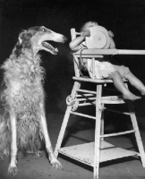 Picture of Dog watching a baby boy lick his plate