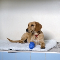 Picture of dog with bandaged leg at vet's surgery