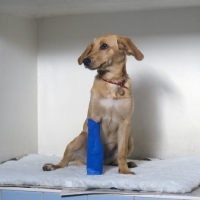 Picture of dog with bandaged leg at vet's