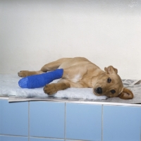 Picture of dog with bandaged leg in vet's surgery