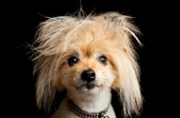 Picture of dog with fluffy hair 