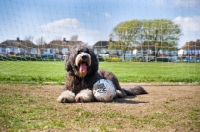 Picture of Dog with football lying in front of goal