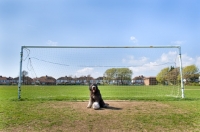 Picture of Dog with football sitting in front of goal