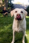 Picture of dog with tongue out