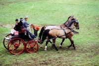 Picture of dogcart at zug driving competition