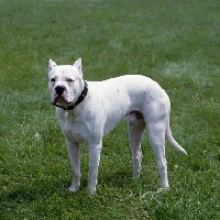 Picture of dogo argentino,  aucho de la monteria, standing on grass