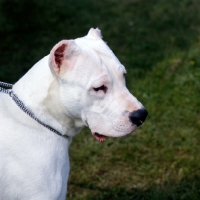Picture of dogo argentino,  elton du chene le gue, portrait