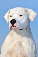 Picture of Dogo Argentino against blue background