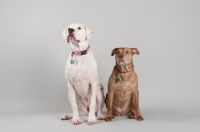 Picture of Dogo Argentino and American Staffordshire Terrier sitting in studio.
