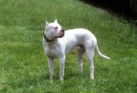 Picture of dogo argentino, aucho de la monteria, side view