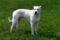 Picture of dogo argentino, aucho de la monteria, with cropped ears full body shot