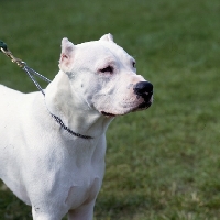 Picture of dogo argentino, elton du chene le gue, head and shoulder shot