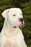 Picture of Dogo Argentino head study