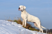 Picture of Dogo Argentino in snow