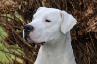 Picture of Dogo Argentino looking away