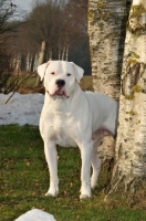 Picture of Dogo Argentino near trees