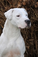 Picture of Dogo Argentino portrait