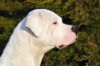 Picture of Dogo Argentino profile, looking ahead