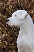 Picture of Dogo Argentino profile