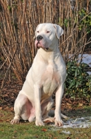 Picture of Dogo Argentino sitting down