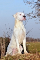 Picture of Dogo Argentino sitting down