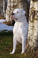 Picture of Dogo Argentino sitting next to tree