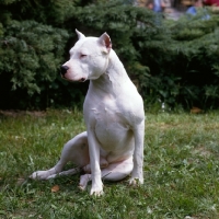 Picture of dogo argentino sitting on grass