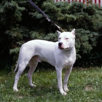 Picture of dogo argentino standing on grass on leash