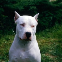 Picture of dogo argentino with cropped ears, portrait