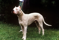 Picture of dogo argentino