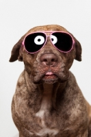 Picture of Dogo Canario dog in Sunglasses, 3 years old