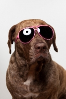 Picture of Dogo Canario dog in Sunglasses, 3 years old