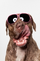 Picture of Dogo Canario dog in Sunglasses, 3 years old