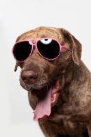 Picture of Dogo Canario dog in Sunglasses, 3 years old