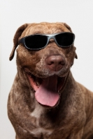 Picture of Dogo Canario dog in Sunglasses, 3 years old