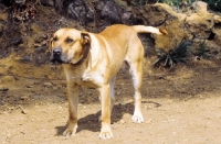Picture of Dogo Canario in threat position
