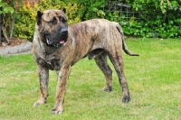 Picture of Dogo Canario on grass