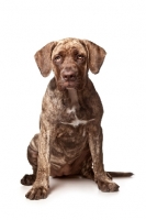 Picture of Dogo Canario pup sitting on white background