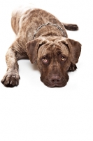 Picture of Dogo Canario resting on white background