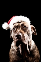 Picture of Dogo Canario wearing Christmas hat