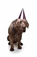 Picture of Dogo Canario wearing party hat