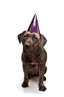 Picture of Dogo Canario wearing party hat