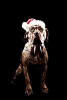 Picture of Dogo Canario with Christmas hat