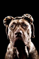 Picture of Dogo Canario 