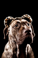 Picture of Dogo Canario 