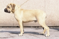 Picture of Dogo Canario